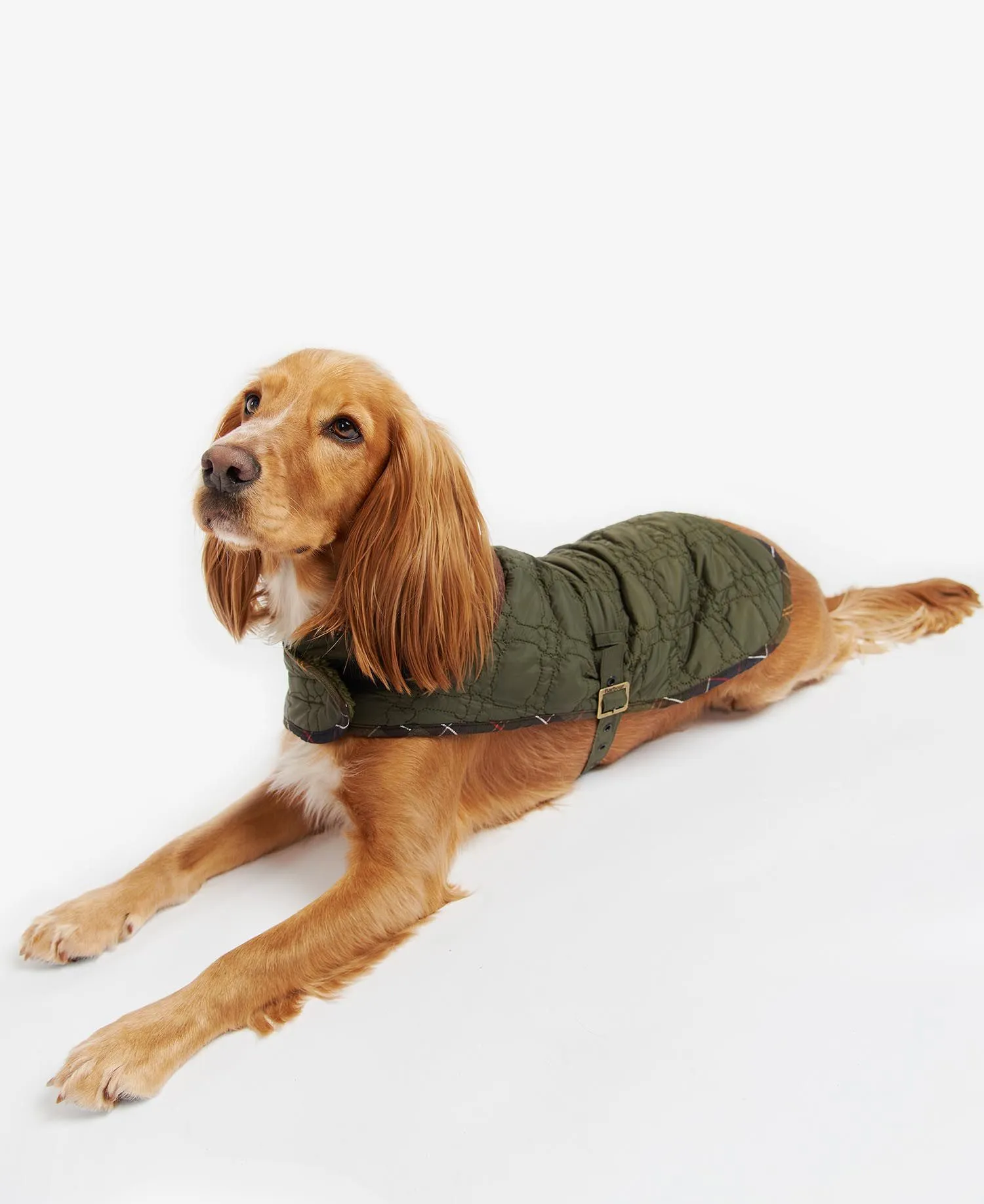  Dog Bone Quilted Dog Coat     